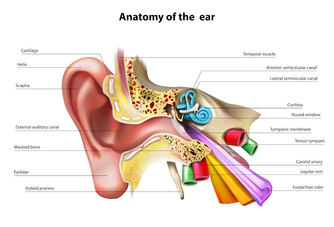 ear_anatomy_1244877368_1140x776